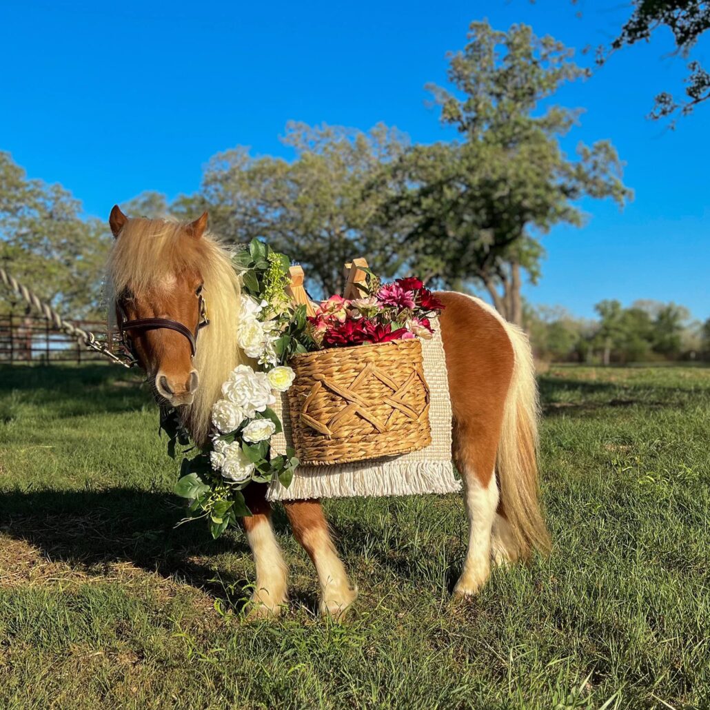 Hidden Creek in-house catering, elegant wedding appetizers, gourmet entrees, plated meals, buffet display, fresh ingredients, wedding reception dining, Rockwall TX catering, Hidden Creek's Summer 2025 Open House near Lake Ray Hubbard Rockwall, TX